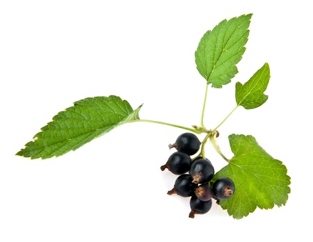 blackberry on a white backgroundの写真素材