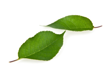 leaves on a white backgroundの写真素材