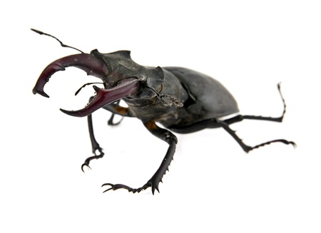 beetle on a white backgroundの写真素材