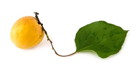 apricot on a white backgroundの写真素材