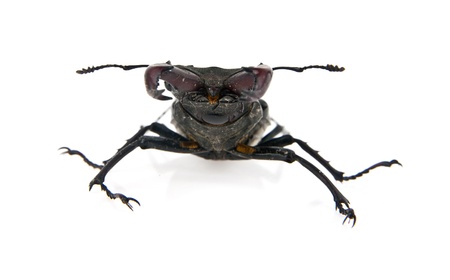 beetle on a white background