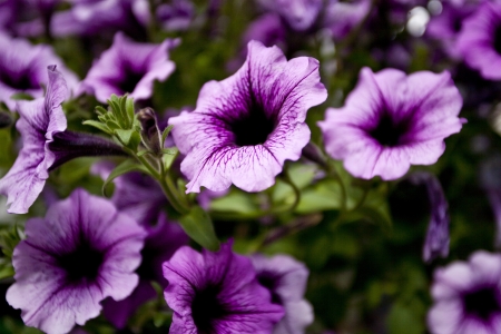 flowers in the spring fieldの写真素材