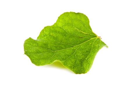 sheet on a white backgroundの写真素材