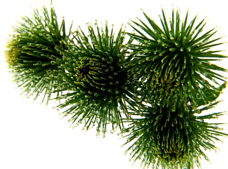 thistle on a white background の写真素材