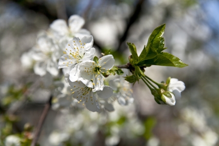 the flower is the cherry on the background of the skyの写真素材