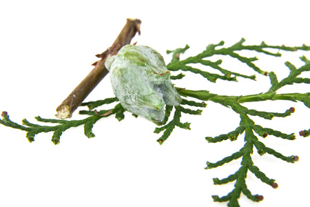 the cones and the branch of a tree on a white backgroundの写真素材