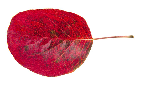 red autumn leave are isolated on a white backgroundの写真素材