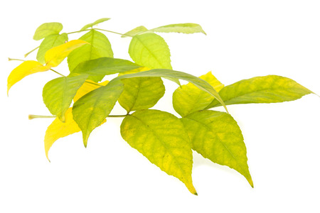 leaves on a white backgroundの写真素材