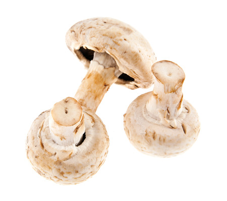 mushrooms are isolated a white backgroundの写真素材