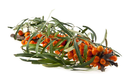 sea-buckthorn is isolated on a white backgroundの写真素材