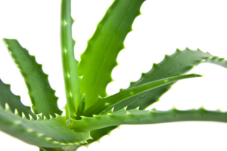 aloe isolated on a white background. One picture from series.の写真素材
