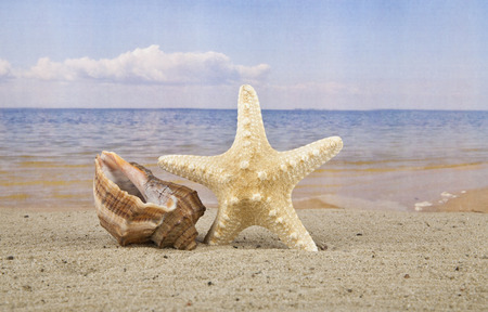 Starfish and seashells on the beach with blue skyの写真素材
