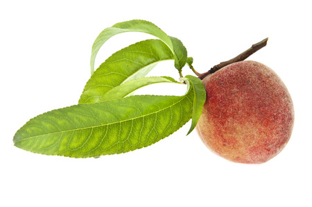 peaches on a white backgroundの写真素材