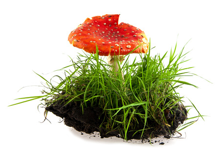 fly-agaric isolated on a white background