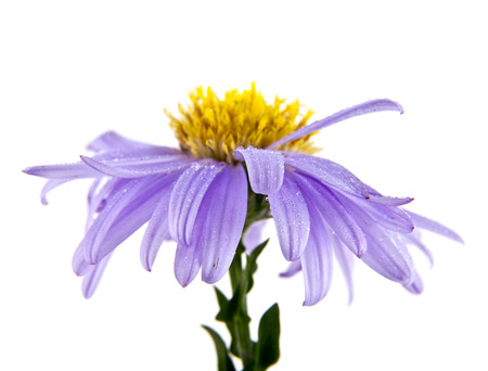 flower in dew on a white backgroundの写真素材