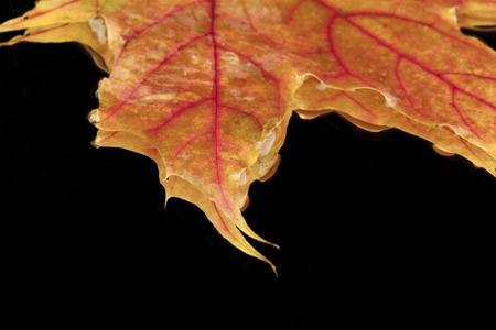 maple-leaf on a black backgroundの写真素材
