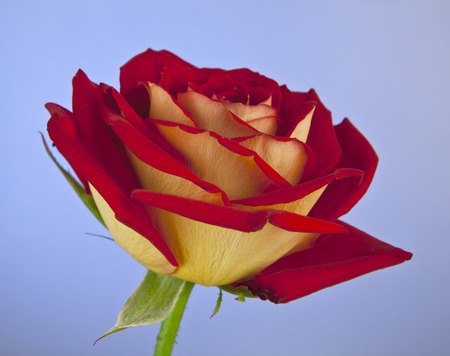 rose on a blue backgroundの写真素材