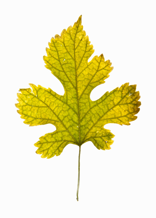 bright autumn leaf, isolated on whiteの写真素材