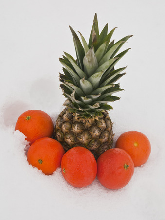 oranges and pineapple on white snowの写真素材
