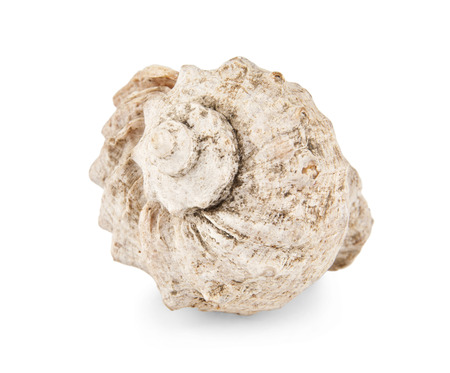cockleshell on a white background