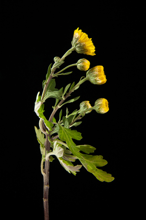 yellow flower on black backgroundの写真素材