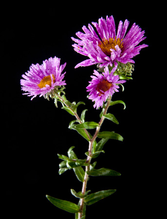 flowers on a black backgroundの写真素材