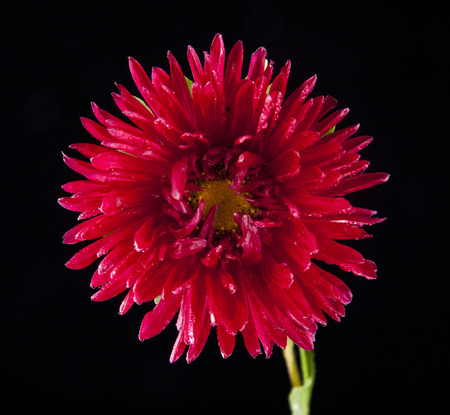 flower on a black background
