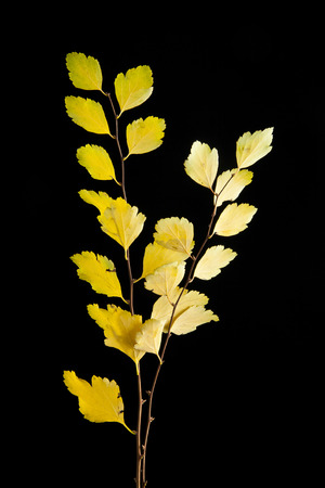 yellow leaves on a black backgroundの写真素材