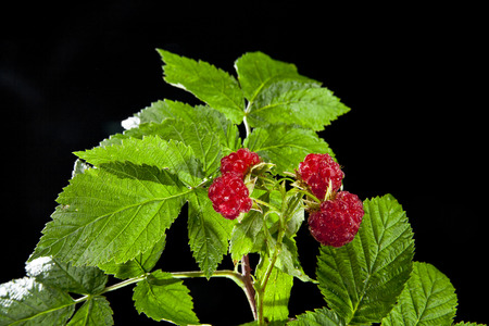 juicy raspberry on a black backgroundの写真素材