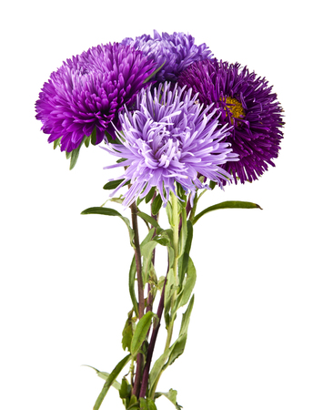 flowers are isolated on a white backgroundの写真素材