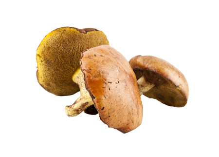 mushrooms are isolated on a white background
