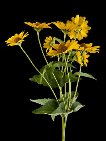 flowers on a black background closeupの写真素材