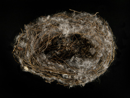 bird nest on black backgroundの写真素材
