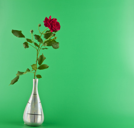 rose flower on green background closeupの写真素材