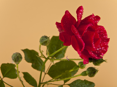 red roses in a vase on brown background closeupの写真素材