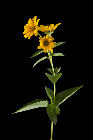 yellow Daisy flower on a black backgroundの写真素材