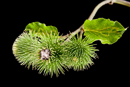 milk Thistle on a black background closeupの写真素材