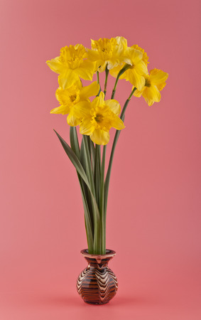 spring flowers daffodils on a pink backgroundの写真素材