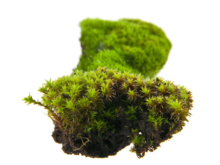 Green moss isolated on white background closeupの写真素材