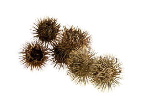 milk Thistle isolated on white background closeupの写真素材