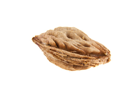 bone peach isolated on white background