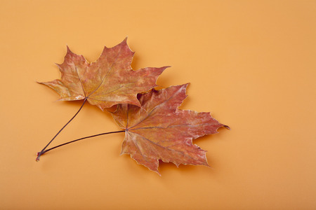 autumn leaves on brown background closeup