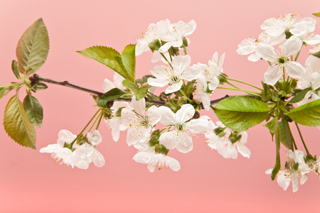 cherry flowers on pink background closeupの写真素材
