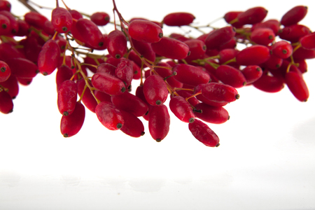 barberry isolated on a white background closeupの写真素材