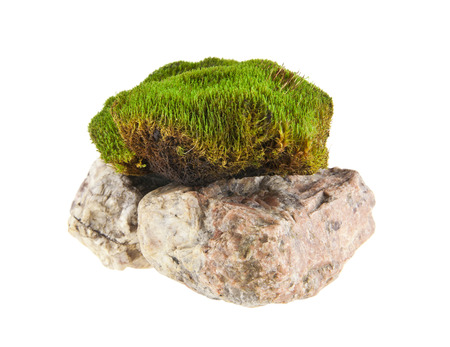 moss on the stones isolated on white background closeupの写真素材