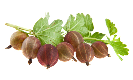 gooseberry isolated on white background closeupの写真素材
