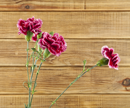 flowers of carnation on a wooden background closeupの写真素材
