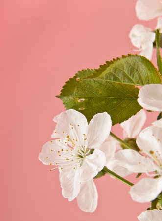cherry flowers on pink background closeupの写真素材