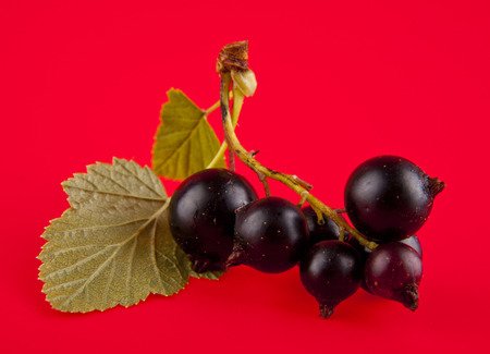black currant on a red backgroundの写真素材