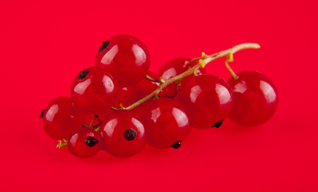 red currant on a red backgroundの写真素材